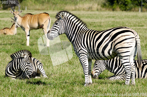 Image of Group of zebras