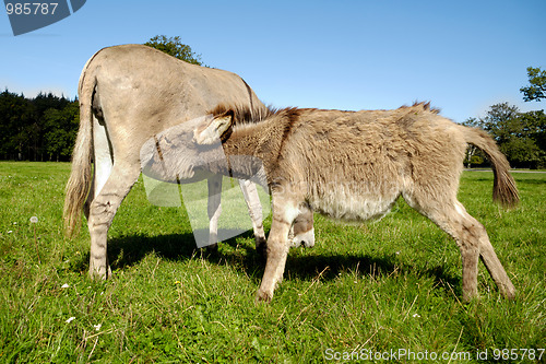 Image of Donkey drinking milk