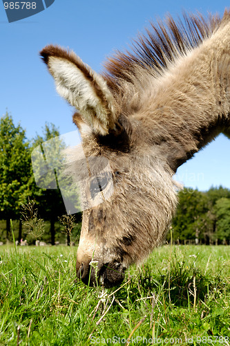 Image of Donkey eating grass