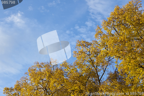 Image of autumn leaf