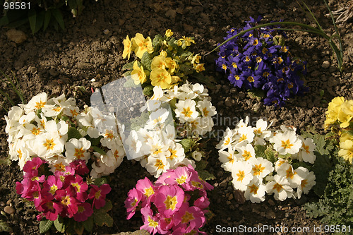 Image of primulas in a flower bed