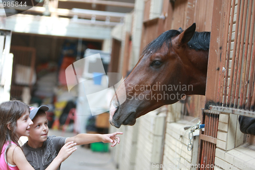 Image of Open Equestrian Cup
