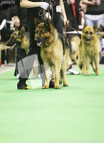 Image of Dog exhibition