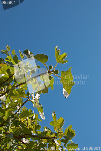 Image of Fig tree