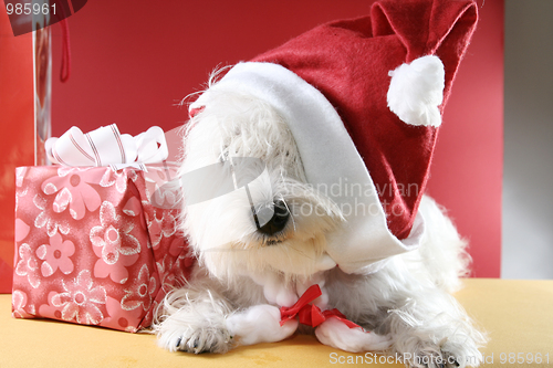 Image of White puppy