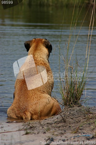 Image of Relaxing in the Pond