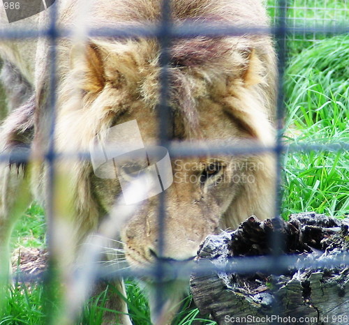 Image of Wild in chains