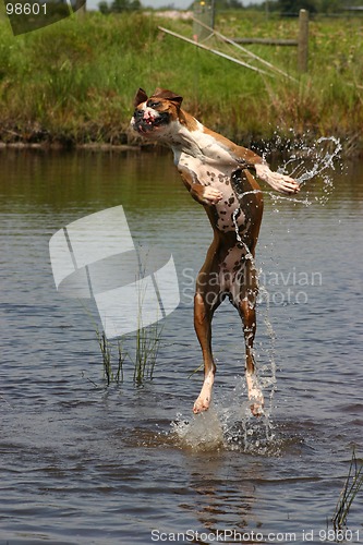 Image of Jumping High