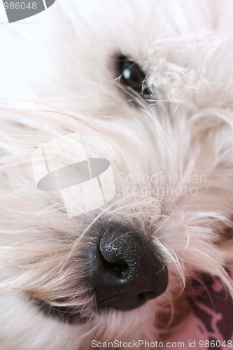 Image of Westie portrait