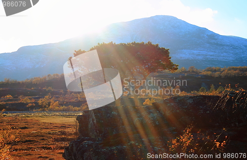 Image of Tree in the sun