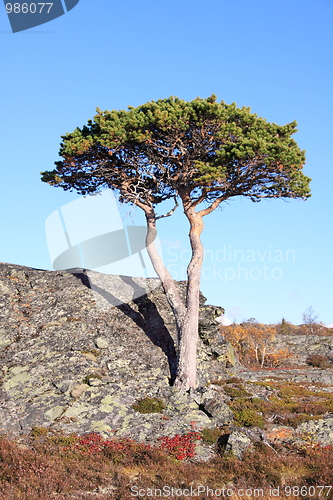 Image of Tree in Sweden