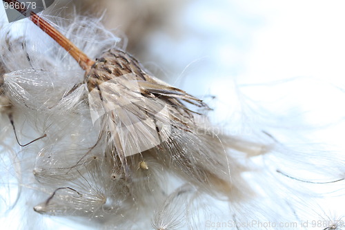 Image of Blowing in the wind