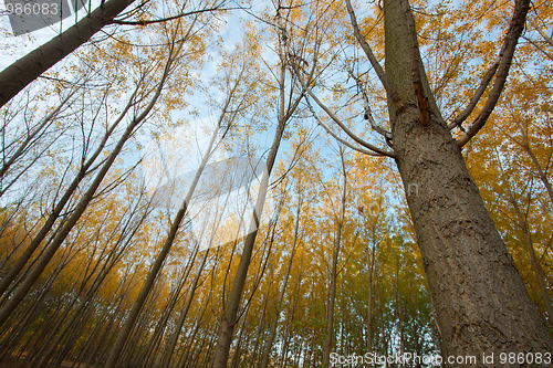Image of Trees