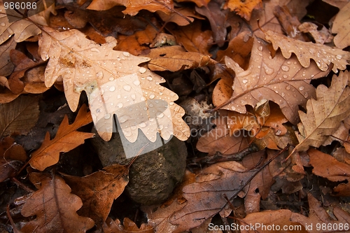 Image of Leaves