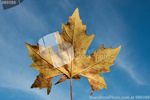 Image of Leaf