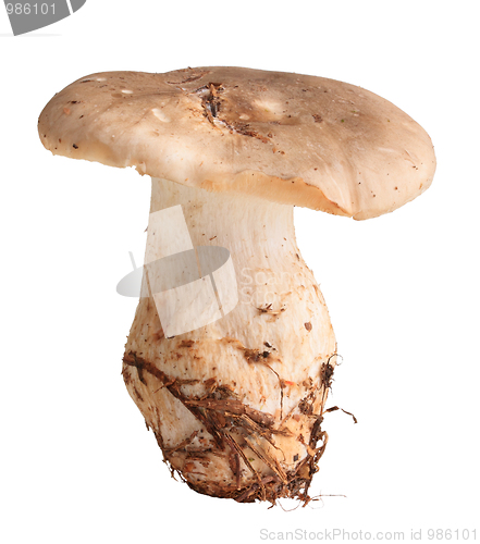 Image of Single fresh mushroom