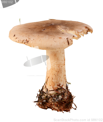 Image of Single fresh mushroom