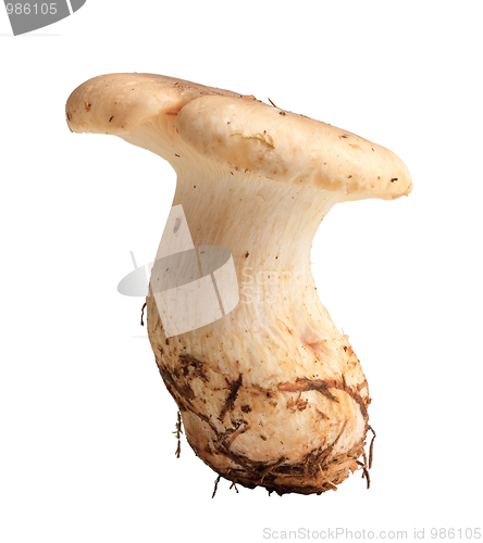 Image of Single fresh mushroom