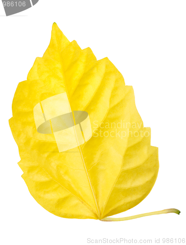 Image of One yellow leaf isolated on white background