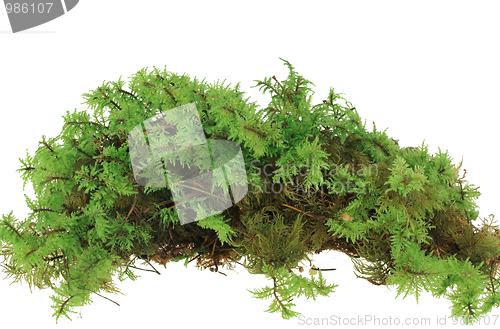 Image of Heap of green moss