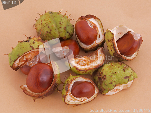 Image of Conker or Horsechestnut