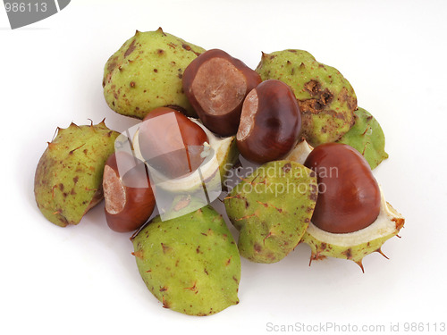 Image of Conker or Horsechestnut