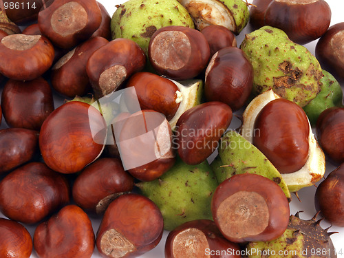 Image of Conker or Horsechestnut
