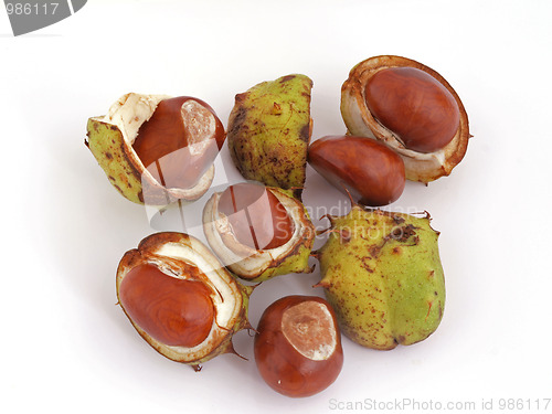 Image of Conker or Horsechestnut