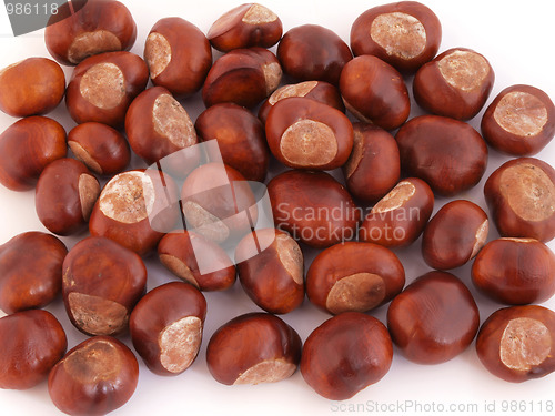 Image of Conker or Horsechestnut