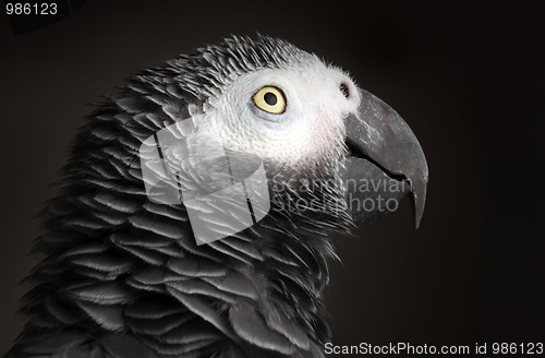 Image of African Grey Parrot 