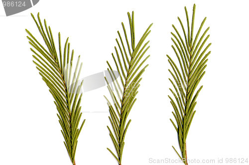 Image of Australian tree leaves 