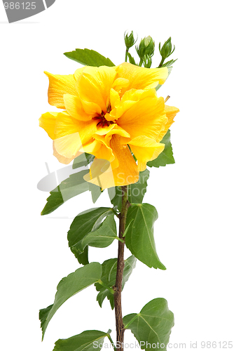 Image of Yellow hibiscus flower