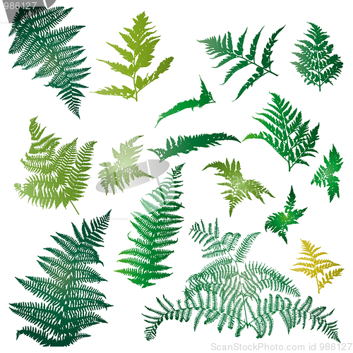 Image of Fern leaves