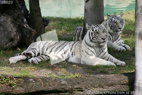 Image of White Tigers