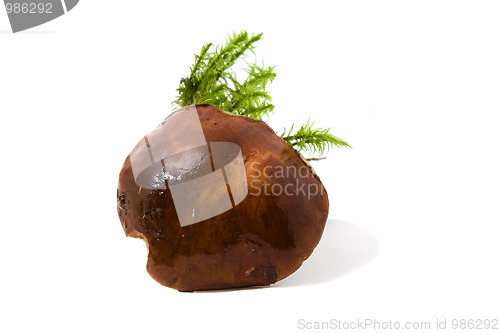 Image of The Polish mushroom