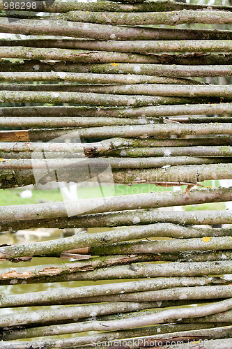 Image of Branches