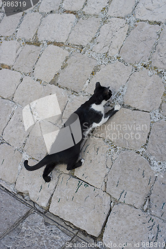 Image of Cat climbing Dubrovnik