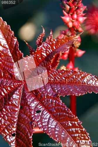 Image of Red Leaf of Castor Oil Plant