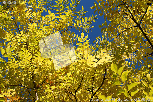 Image of Under Yellow Autumn Foliage and Blue Sky