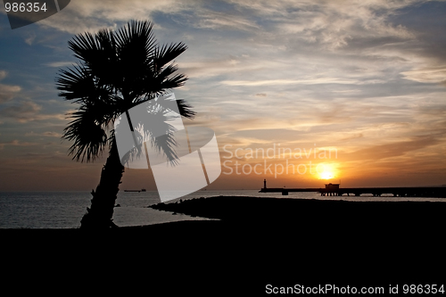 Image of Palm Tree And Sunset