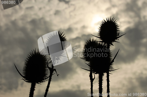 Image of Dry flowers of teasel