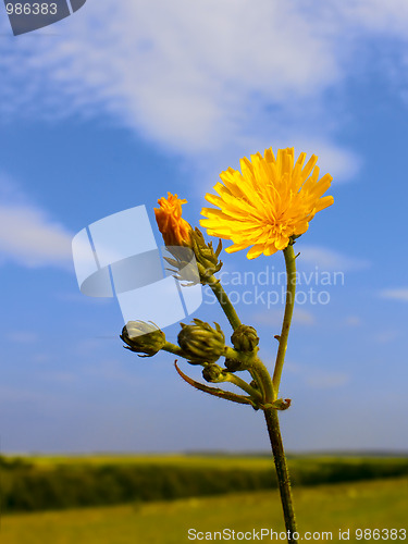 Image of Yellow wild flower