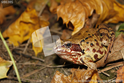 Image of Meadows frog (I)