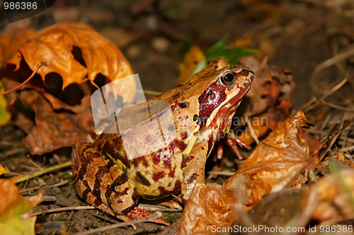 Image of Meadows frog (II)