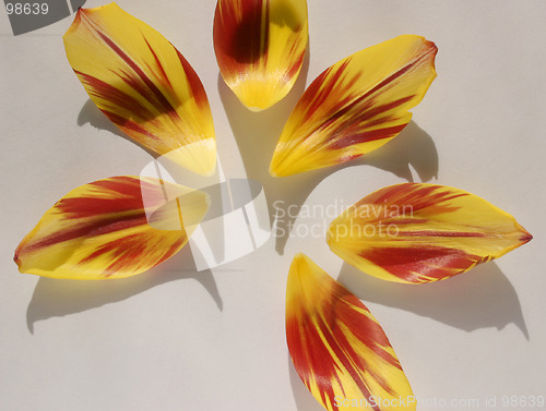 Image of tulip petal abstract