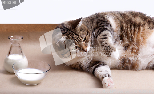 Image of Fat Cat with Milk