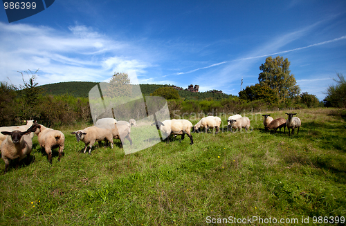 Image of Meadow with sheep