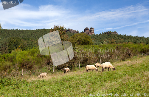 Image of Meadow with sheep