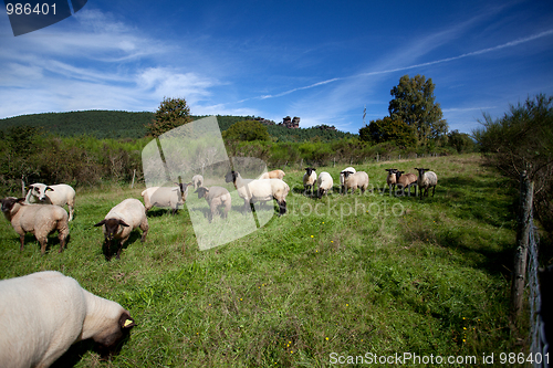 Image of Meadow with sheep