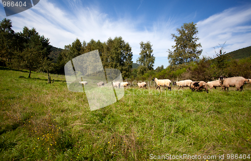 Image of Meadow with sheep